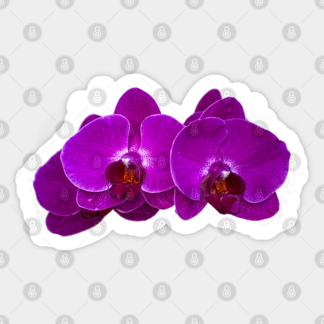 Fuchsia Phalaenopsis Sticker by photorolandi